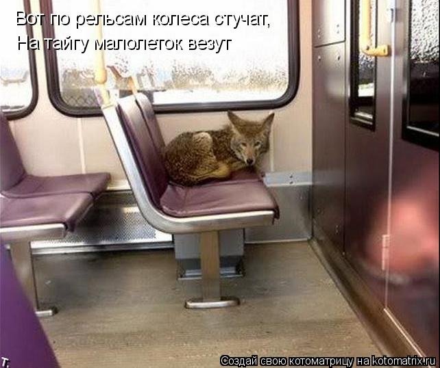 Вот по рельсам колеса стучат, На тайгу малолеток везут... Котоматрица: Вот по рельсам колеса стучат, На тайгу малолеток везут