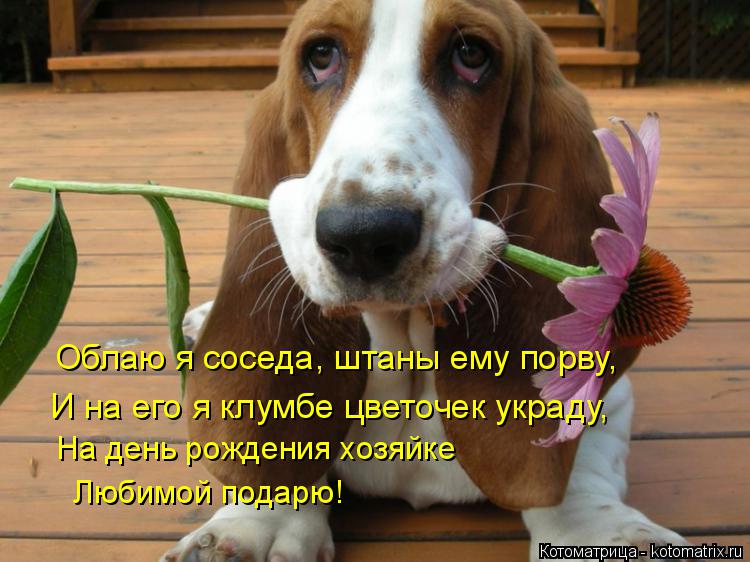 Облаю я соседа, штаны ему порву, И на его я клумбе цветочек украду, На день рождения хозяйке Любимой ... Котоматрица: Облаю я соседа, штаны ему порву, И на его я клумбе цветочек украду, На день рождения хозяйке Любимой подарю!