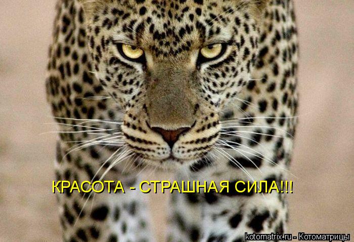 КРАСОТА - СТРАШНАЯ СИЛА!!!... Котоматрица: КРАСОТА - СТРАШНАЯ СИЛА!!!