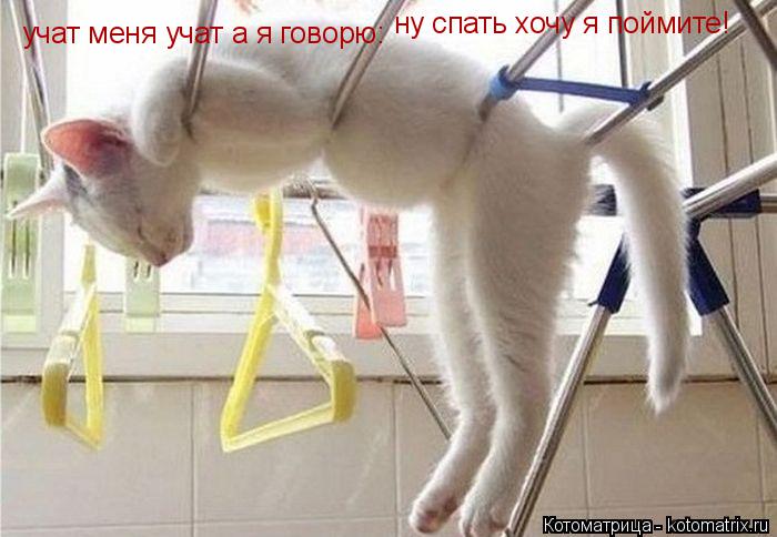 Котоматрица: учат меня учат а я говорю: ну спать хочу я поймите!