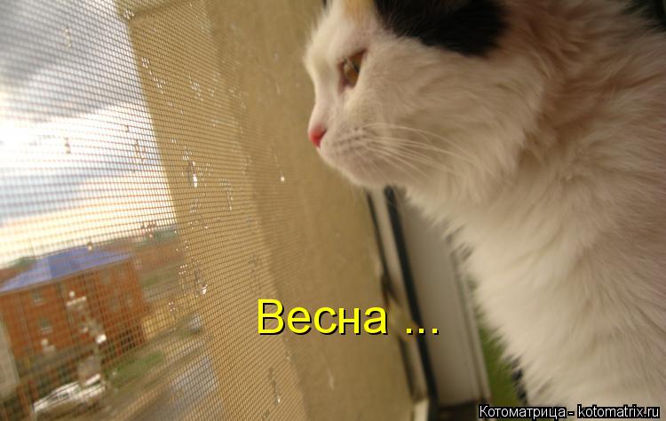 Весна ...... Котоматрица: Весна ...
