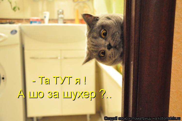 - Та ТУТ я ! А шо за шухер ?..... Котоматрица: - Та ТУТ я ! А шо за шухер ?..