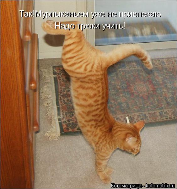 Так!Мурлыканьем уже не привлекаю Надо трюки учить!... Котоматрица: Так!Мурлыканьем уже не привлекаю Надо трюки учить!