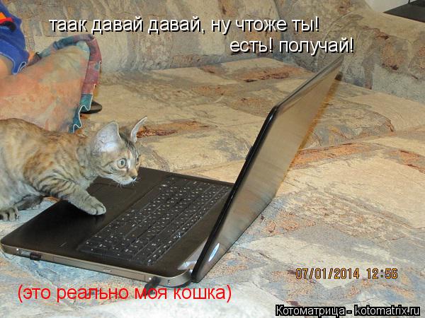 таак давай давай, ну чтоже ты! есть! получай! (это реально моя кошка)... Котоматрица: таак давай давай, ну чтоже ты! есть! получай! (это реально моя кошка)