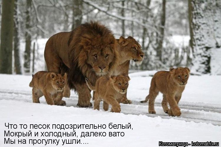 Мы на прогулку ушли.... Мокрый и холодный, далеко вато Что то песок подозрительно белый,... Котоматрица: Мы на прогулку ушли.... Мокрый и холодный, далеко вато Что то песок подозрительно белый,