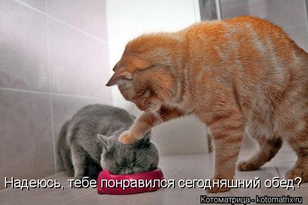 Надеюсь, тебе понравился сегодняшний обед?... Котоматрица: Надеюсь, тебе понравился сегодняшний обед?