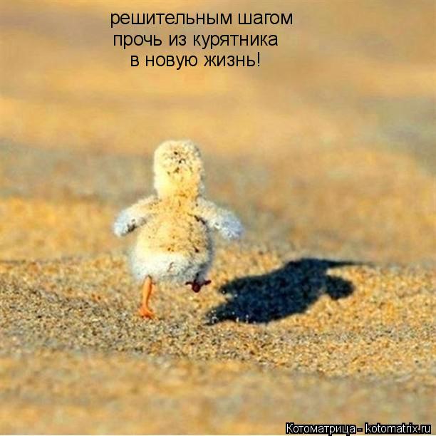 решительным шагом прочь из курятника в новую жизнь!... Котоматрица: решительным шагом прочь из курятника в новую жизнь!