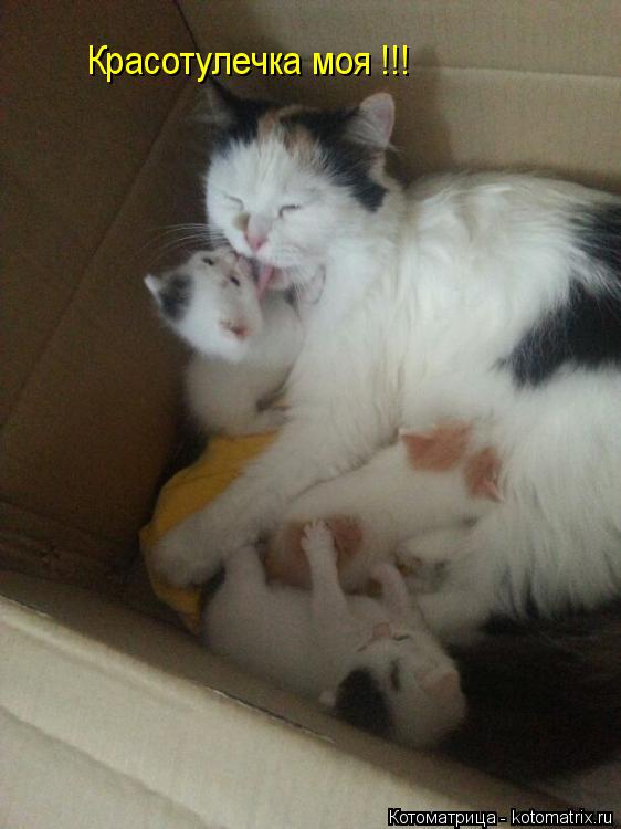 Котоматрица: Красотулечка моя !!!
