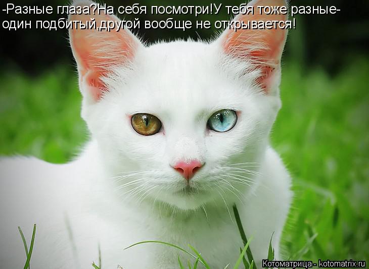Котоматрица: -Разные глаза?На себя посмотри!У тебя тоже разные- один подбитый,другой вообще не открывается!