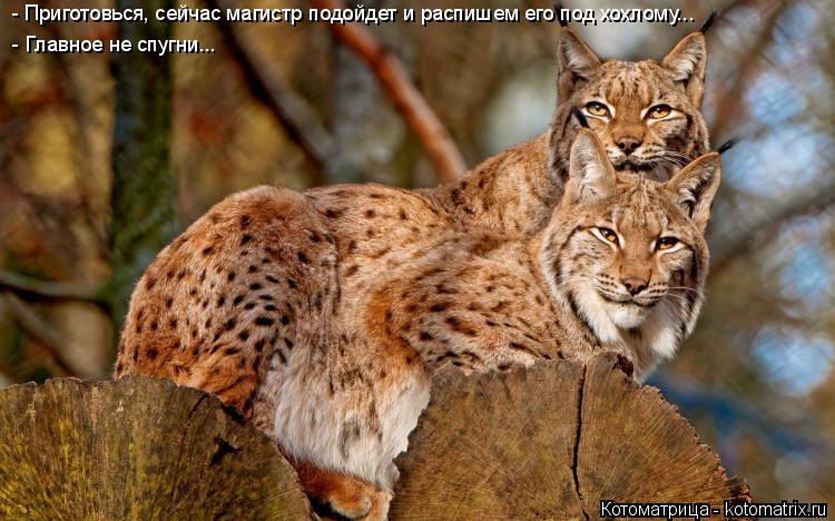 - Приготовься, сейчас магистр подойдет и распишем его под хохлому... - Главное не спугни...... Котоматрица: - Приготовься, сейчас магистр подойдет и распишем его под хохлому... - Главное не спугни...