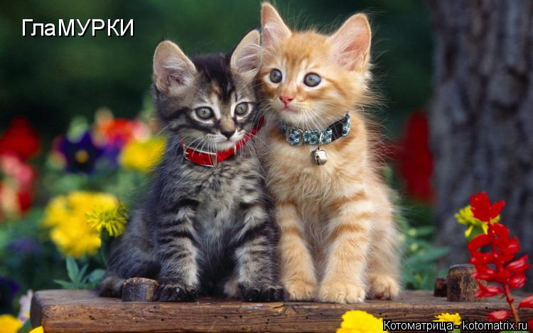 ГлаМУРКИ... Котоматрица: ГлаМУРКИ