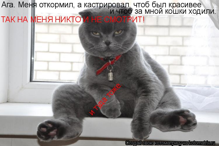 Котоматрица: Ага. Меня откормил, а кастрировал, чтоб был красивее и чтоб за мной кошки ходили. ТАК НА МЕНЯ НИКТО И НЕ СМОТРИТ! и туда тоже.