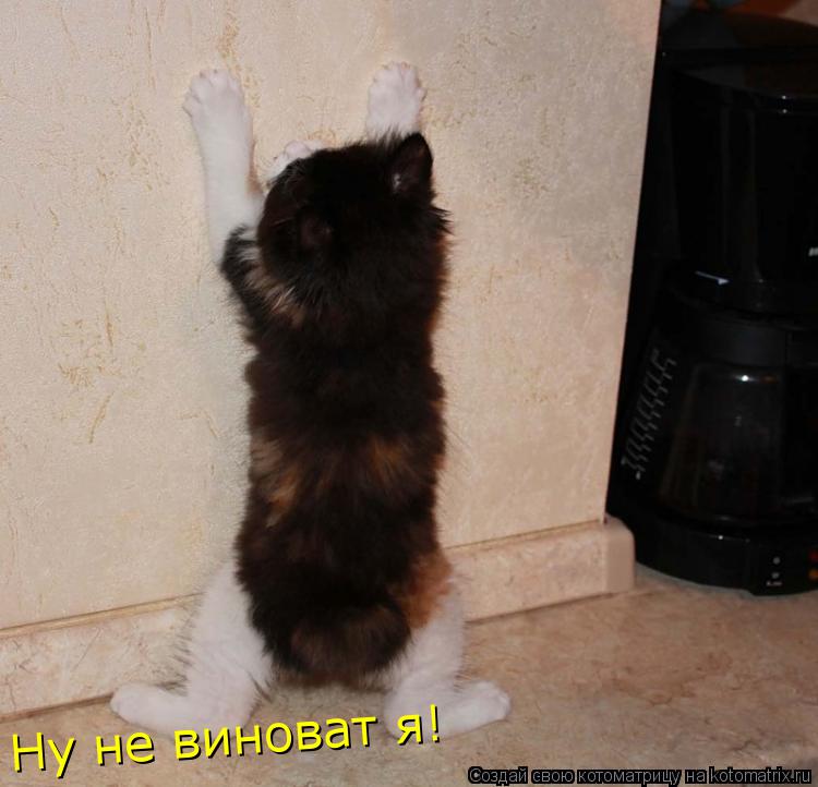Ну не виноват я!... Котоматрица: Ну не виноват я!