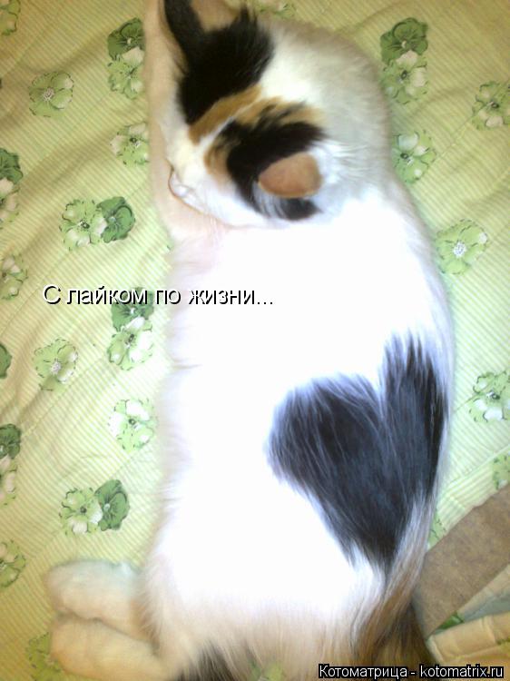 Котоматрица: С лайком по жизни...