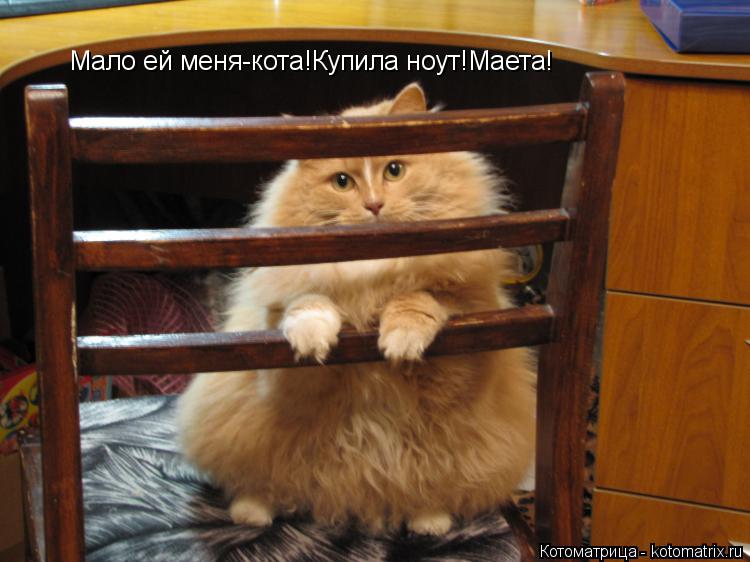 Котоматрица: Мало ей меня-кота!Купила ноут!Маета!