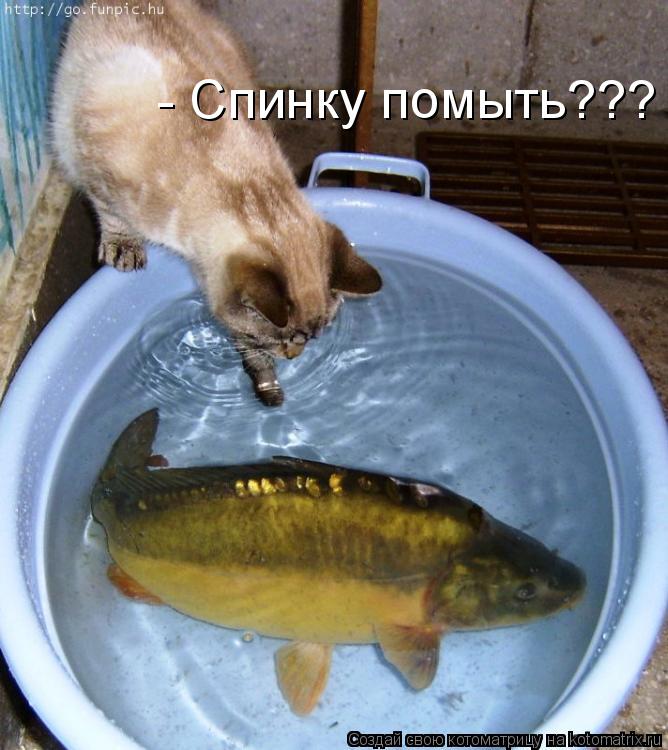- Спинку помыть???... Котоматрица: - Спинку помыть???