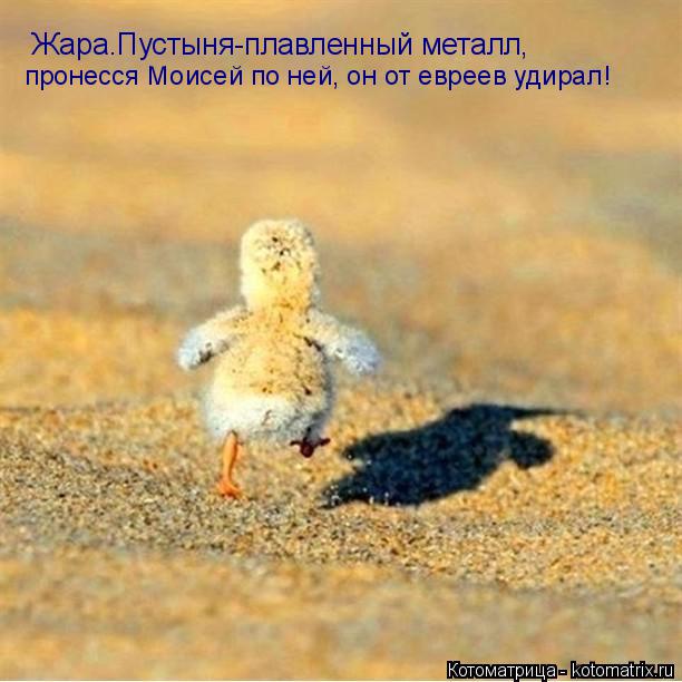 Котоматрица: Жара.Пустыня-плавленный металл, пронесся Моисей по ней, он от евреев удирал!