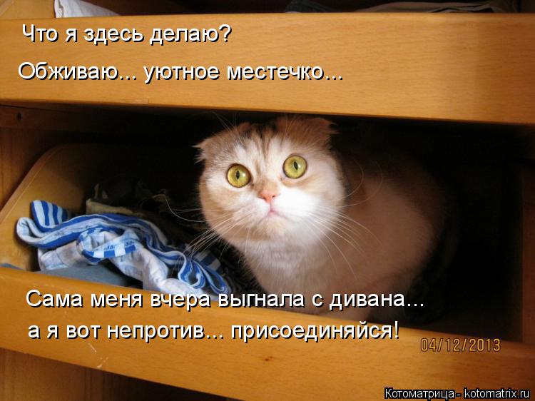 Котоматрица: Что я здесь делаю? Обживаю... уютное местечко... Сама меня вчера выгнала с дивана... а я вот непротив... присоединяйся!