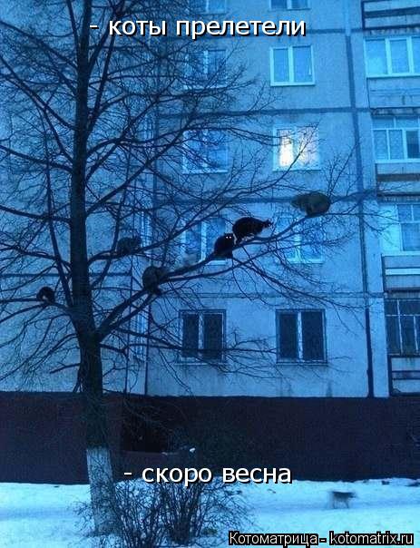 Котоматрица: - коты прелетели - скоро весна - скоро весна - скоро весна - скоро весна