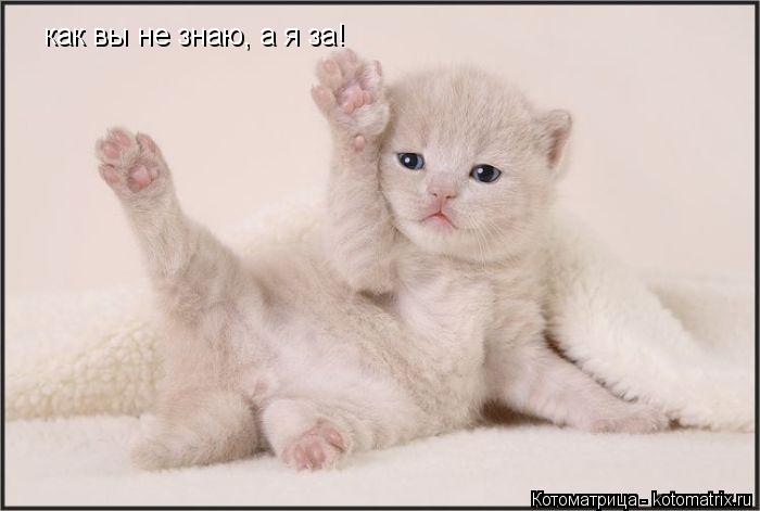 как вы не знаю, а я за!... Котоматрица: как вы не знаю, а я за!