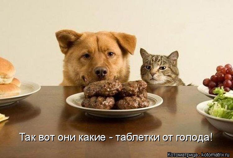 Так вот они какие - таблетки от голода!... Котоматрица: Так вот они какие - таблетки от голода!