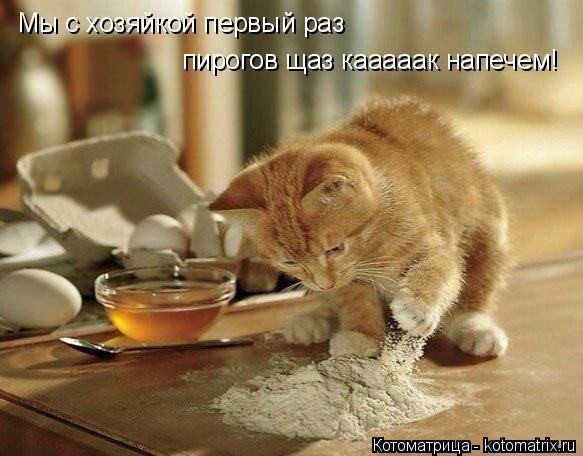 Мы с хозяйкой первый раз пирогов щаз кааааак напечем!... Котоматрица: Мы с хозяйкой первый раз пирогов щаз кааааак напечем!