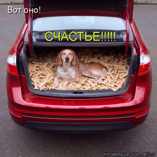Вот оно! СЧАСТЬЕ!!!!!... Котоматрица: Вот оно! СЧАСТЬЕ!!!!!