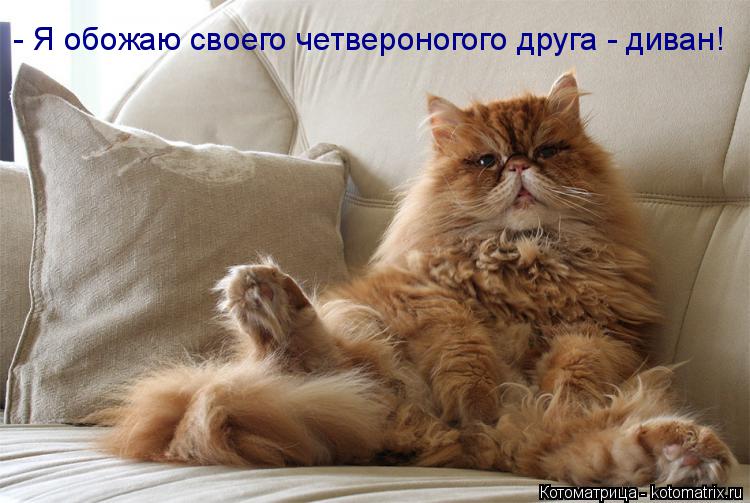 - Я обожаю своего четвероногого друга - диван!... Котоматрица: - Я обожаю своего четвероногого друга - диван!