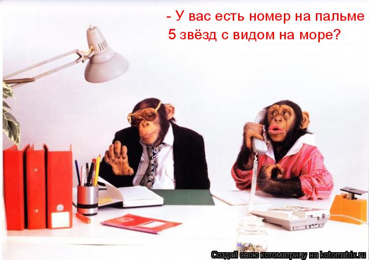 - У вас есть номер на пальме 5 звёзд с видом на море?... Котоматрица: - У вас есть номер на пальме 5 звёзд с видом на море?