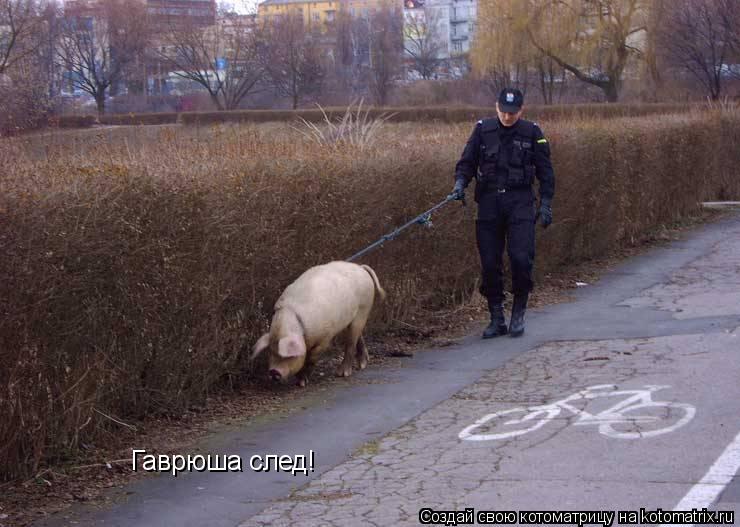 Котоматрица: Гаврюша след!