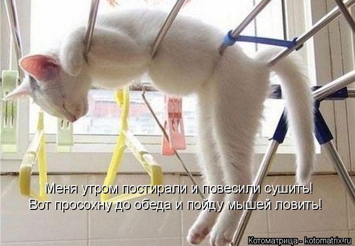 Меня утром постирали и повесили сушить! Вот просохну до обеда и пойду мышей ловить!... Котоматрица: Меня утром постирали и повесили сушить! Вот просохну до обеда и пойду мышей ловить!