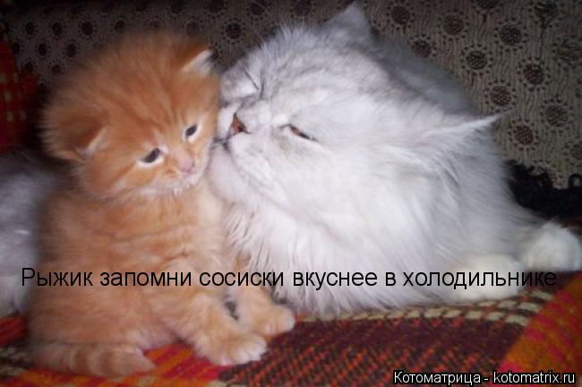 Рыжик запомни сосиски вкуснее в холодильнике... Котоматрица: Рыжик запомни сосиски вкуснее в холодильнике