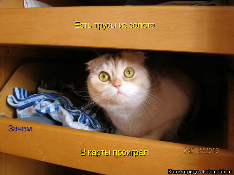Котоматрица: Есть трусы из золота Зачем В карты проиграл