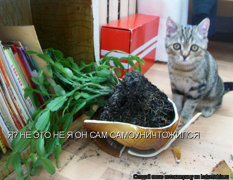 Котоматрица: Я? НЕ ЭТО НЕ Я ОН САМ САМОУНИЧТОЖИЛСЯ