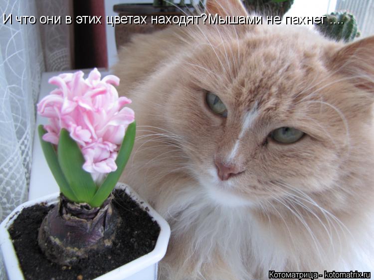 Котоматрица: И что они в этих цветах находят?Мышами не пахнет ....