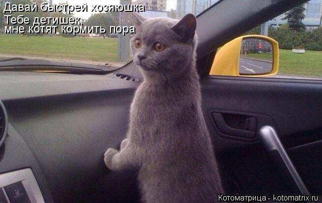 Давай быстрей хозяюшка Тебе детишек, мне котят кормить пора... Котоматрица: Давай быстрей хозяюшка Тебе детишек, мне котят кормить пора
