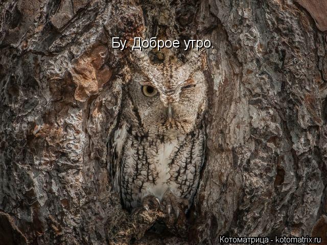 Котоматрица: Бу. Доброе утро.