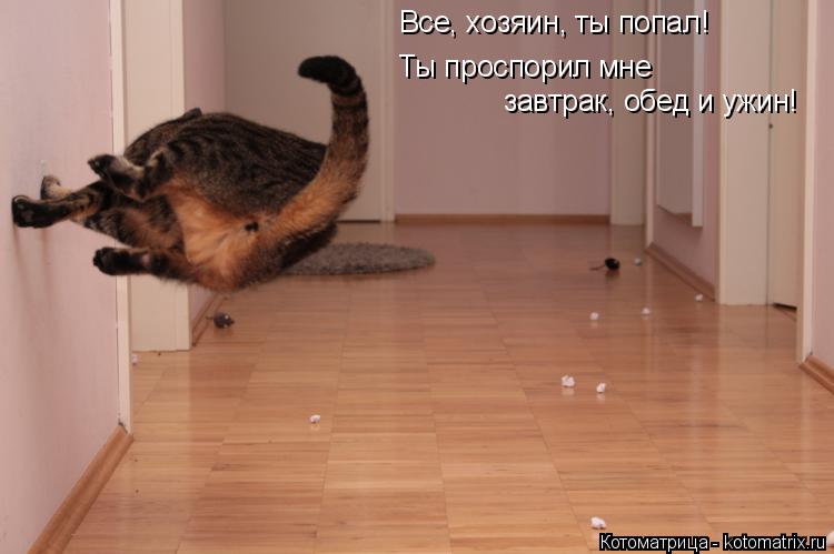 Все, хозяин, ты попал! Ты проспорил мне завтрак, обед и ужин!... Котоматрица: Все, хозяин, ты попал! Ты проспорил мне завтрак, обед и ужин!