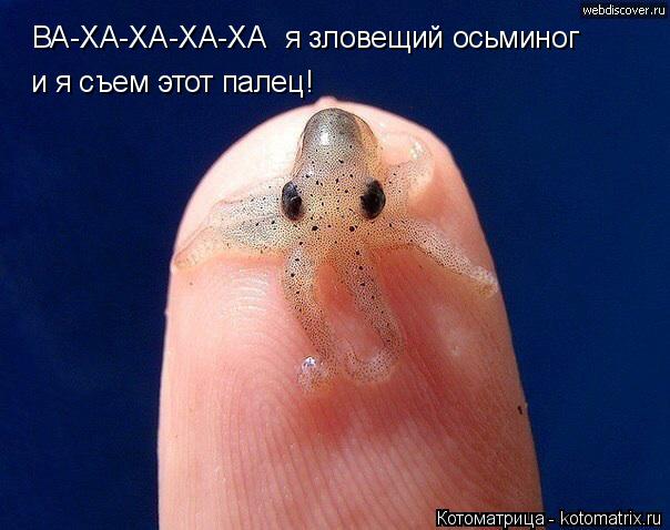 ВА-ХА-ХА-ХА-ХА я зловещий осьминог и я съем этот палец!... Котоматрица: ВА-ХА-ХА-ХА-ХА я зловещий осьминог и я съем этот палец!