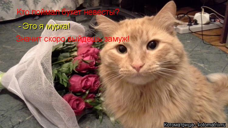 Кто поймал букет невесты? - Это я мурка! Значит скоро выйдешь замуж!... Котоматрица: Кто поймал букет невесты? - Это я мурка! Значит скоро выйдешь замуж!