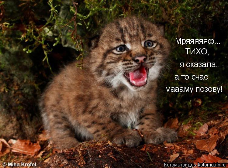 Мряяяяяф... ТИХО, я сказала... а то счас маааму позову!... Котоматрица: Мряяяяяф... ТИХО, я сказала... а то счас маааму позову!