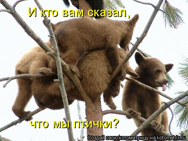 Котоматрица: И кто вам сказал, что мы птички?