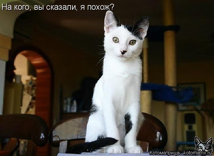 Котоматрица: На кого, вы сказали, я похож?