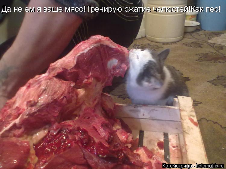 Котоматрица: Да не ем я ваше мясо!Тренирую сжатие челюстей!Как пес!