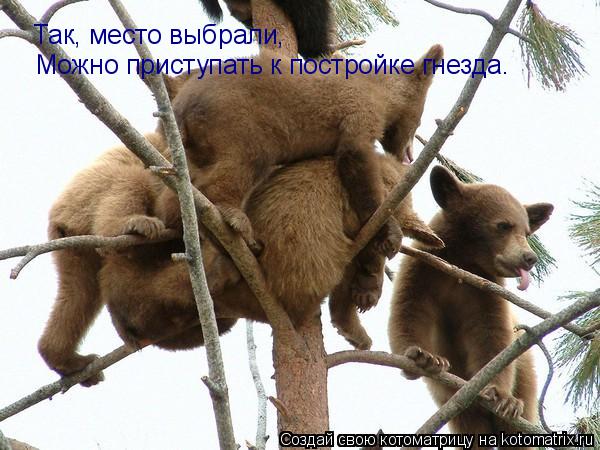 Так, место выбрали, Можно приступать к постройке гнезда.... Котоматрица: Так, место выбрали, Можно приступать к постройке гнезда.