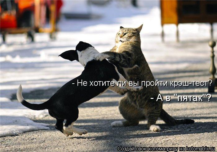 - Не хотите ли вы пройти крэш-тест? - А в "пятак"?... Котоматрица: - Не хотите ли вы пройти крэш-тест? - А в "пятак"?