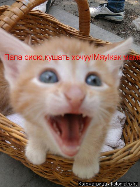 Котоматрица: Папа сисю,кушать хочуу!Мяу!как мама