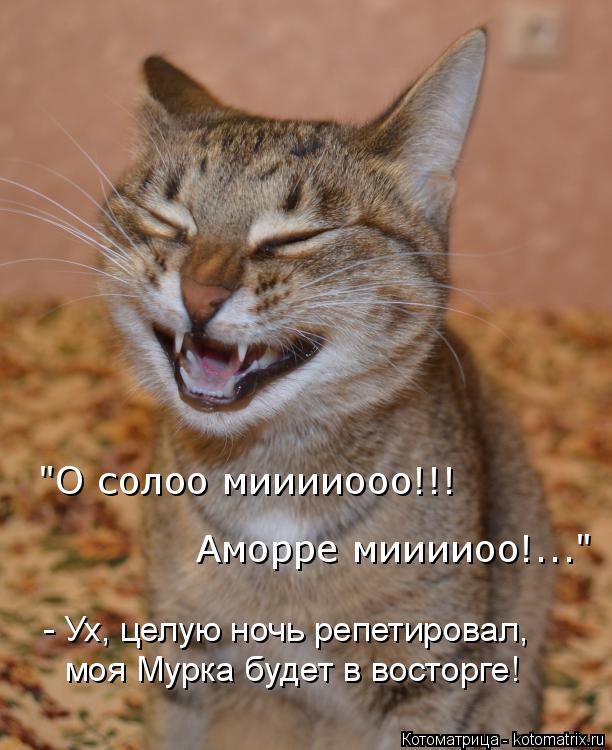 Котоматрица: "О солоо мииииооо!!! Аморре мииииоо!..." - Ух, целую ночь репетировал, моя Мурка будет в восторге!