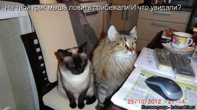 Котоматрица: На твой крик мышь ловить прибежали!И что увидали?