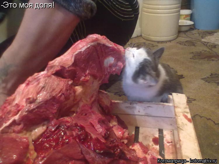 Котоматрица: -Это моя доля!